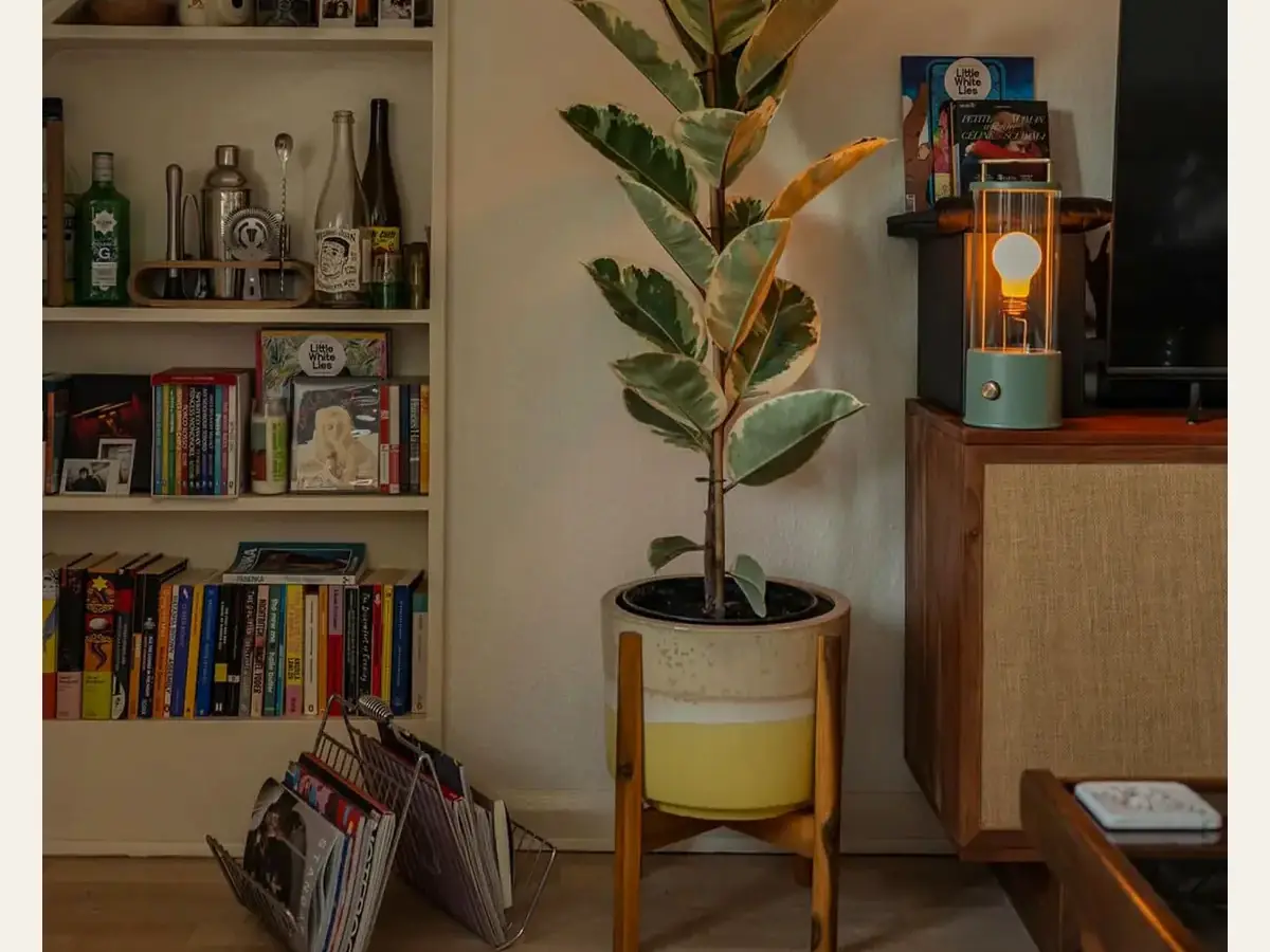 A lived-in shelf of books, plants, and a small portable lamp.