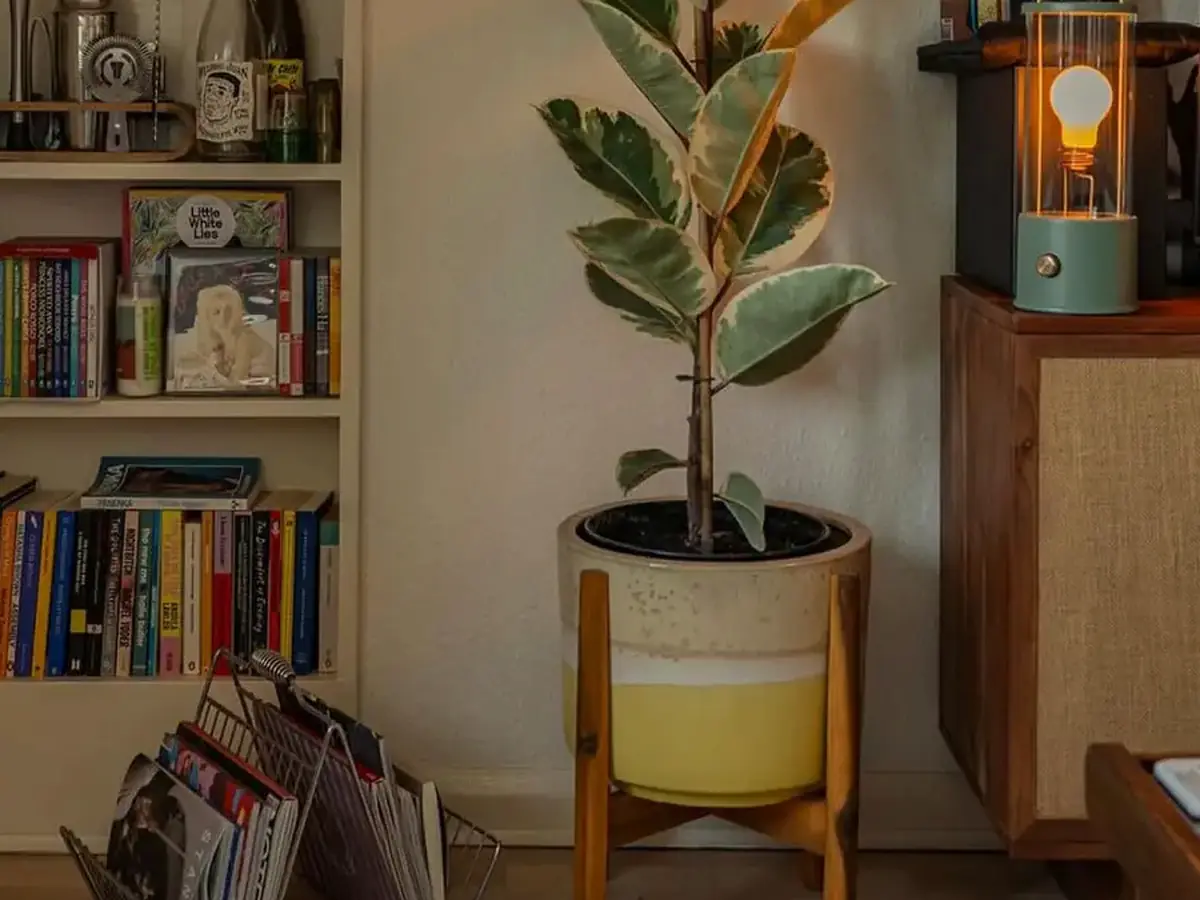 A calm corner of a room with a plant, books, and warm lamplight.